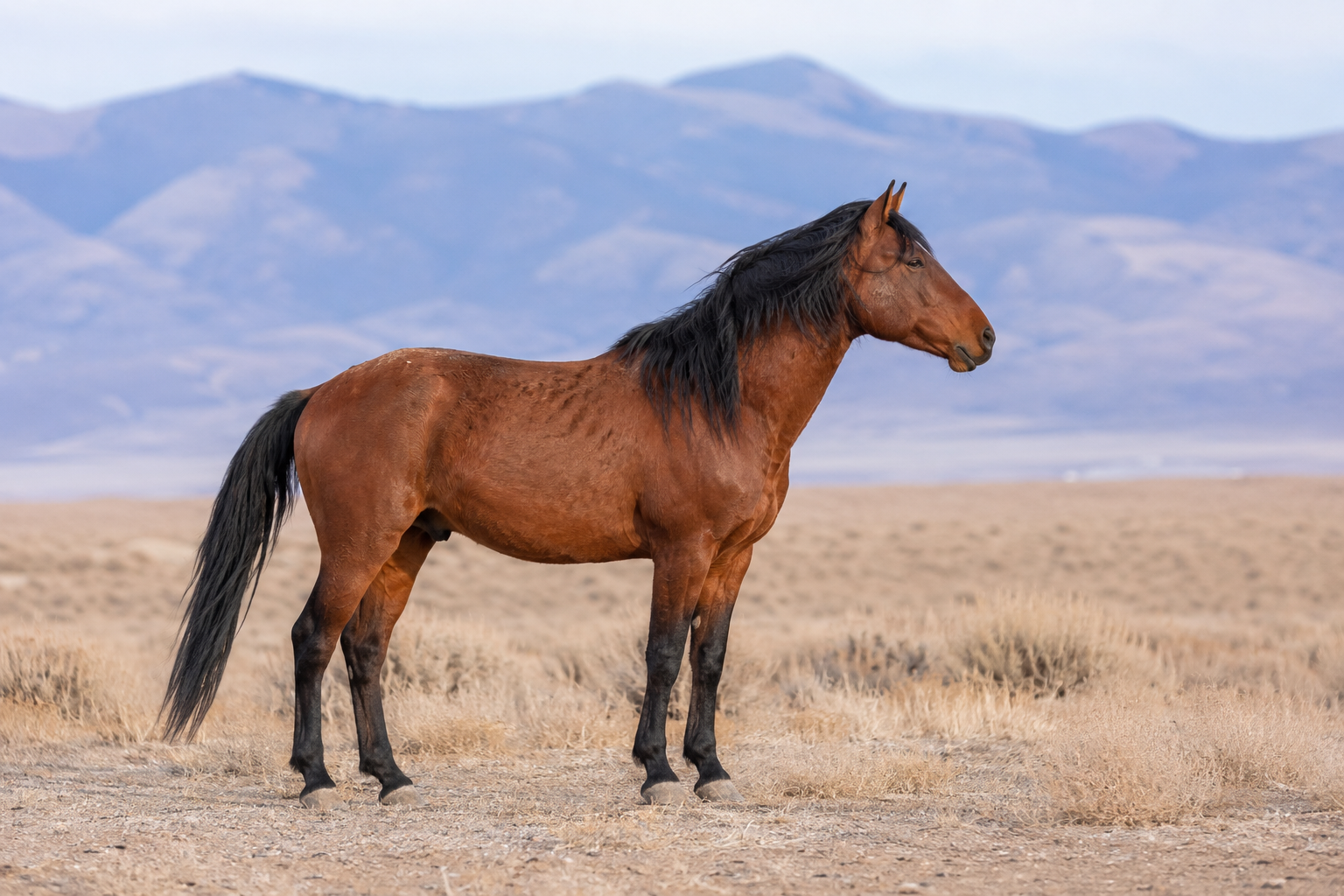 Mustang