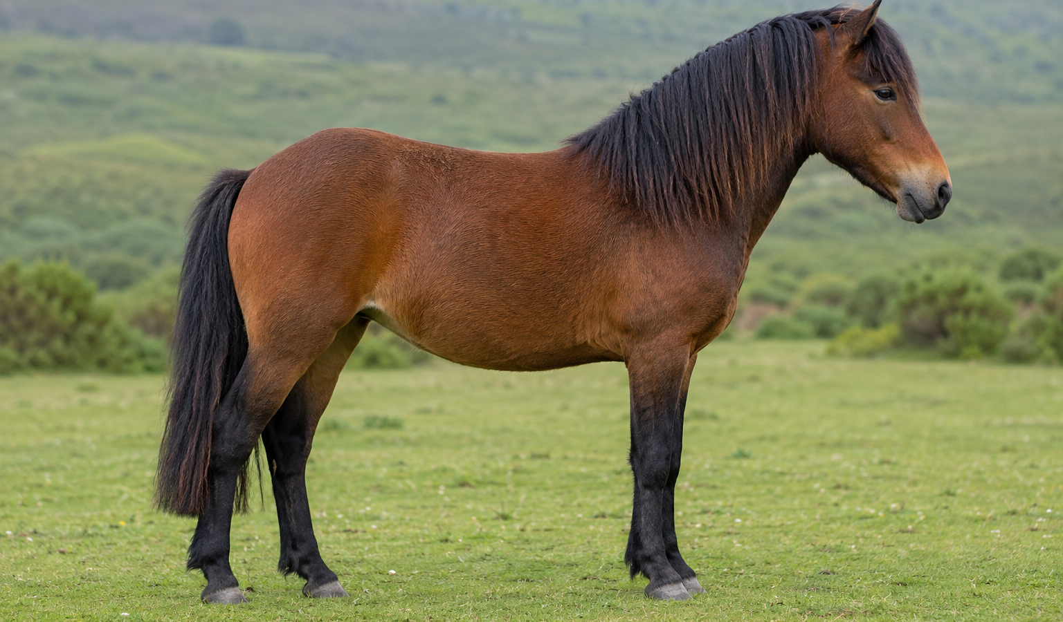 Le poney New Forest