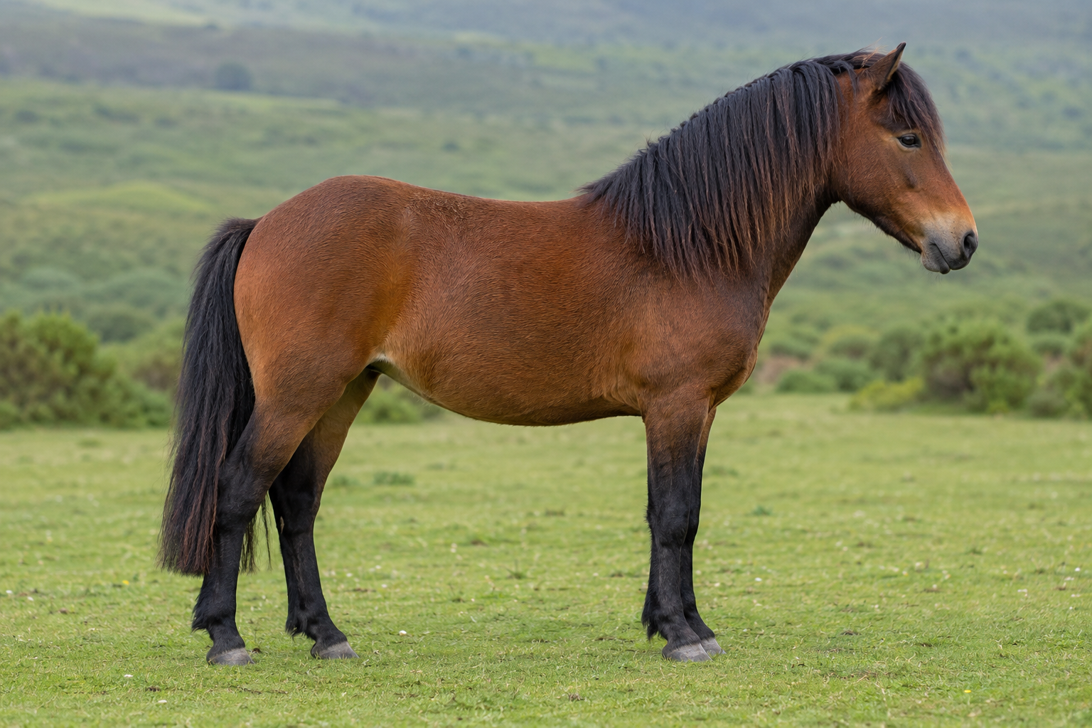 Poney New Forest