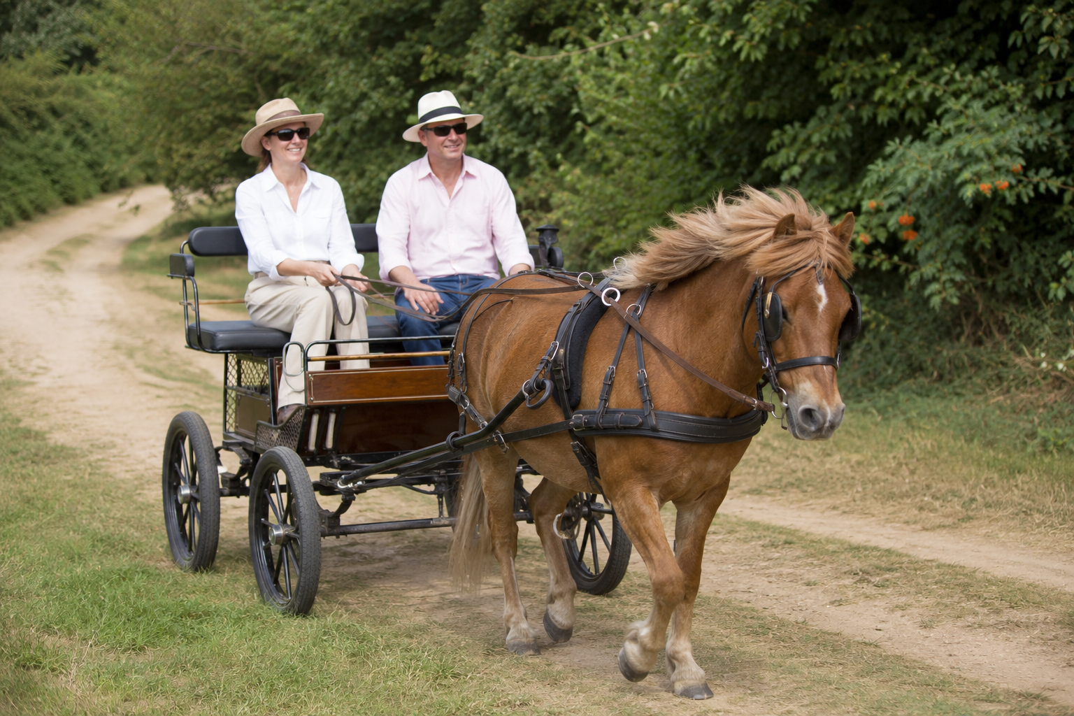 Poney New Forest en attelage de loisir