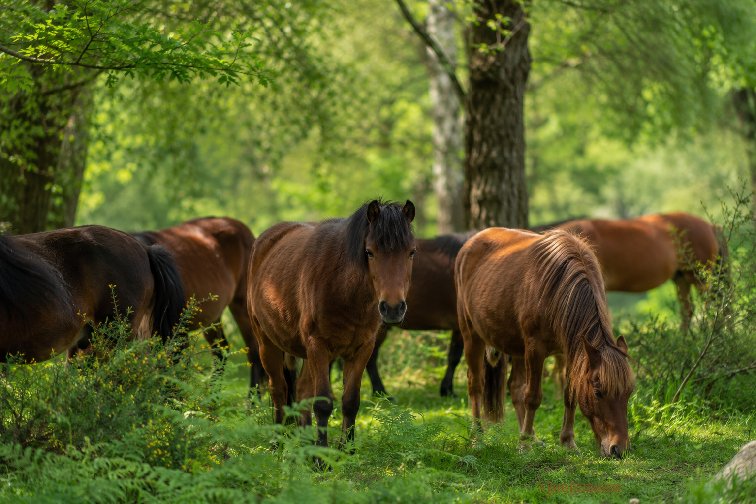 Poneys New Forest en semi-liberté dans la forêt anglaise