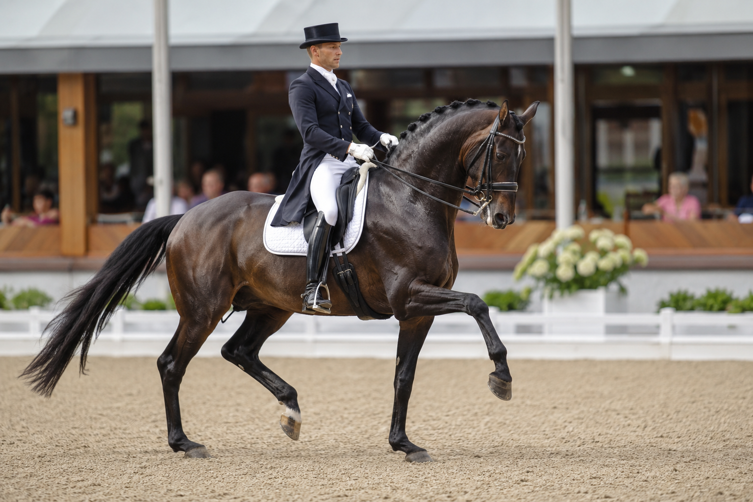 Cheval Oldenbourg bai foncé monté en dressage de haut niveau