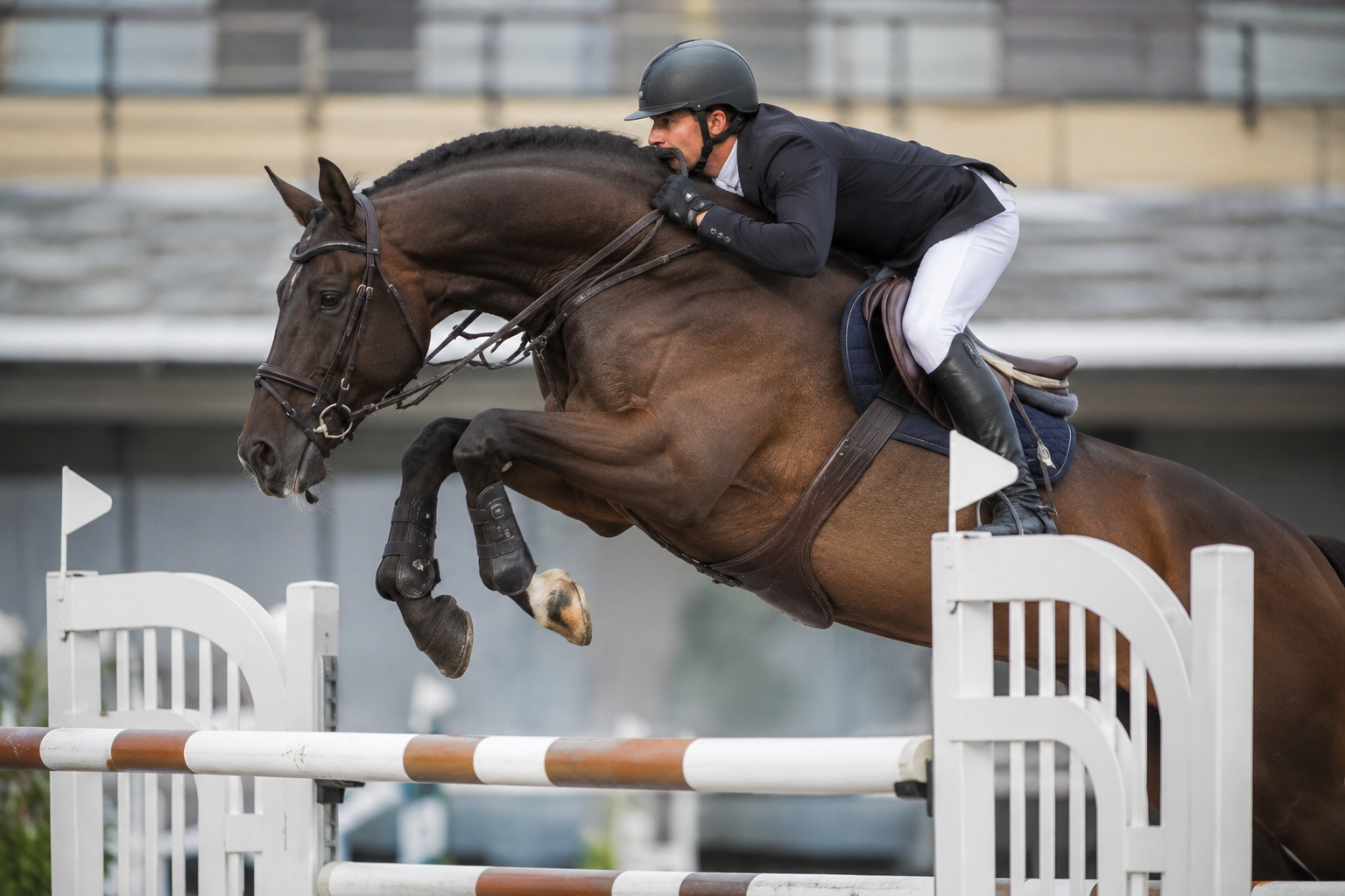 Cheval Oldenbourg bai franchissant un obstacle en concours