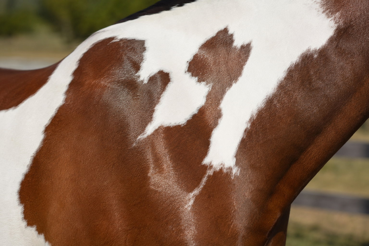 Gros plan sur la robe pie tobiano d'un Paint Horse