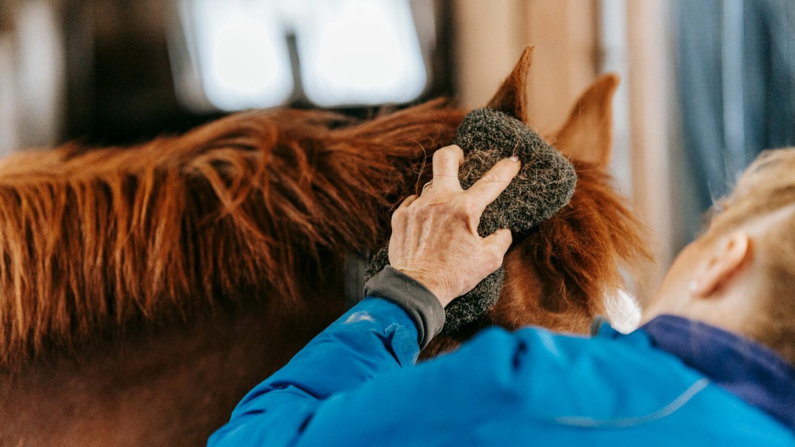 Le pansage du cheval : matériel et étapes