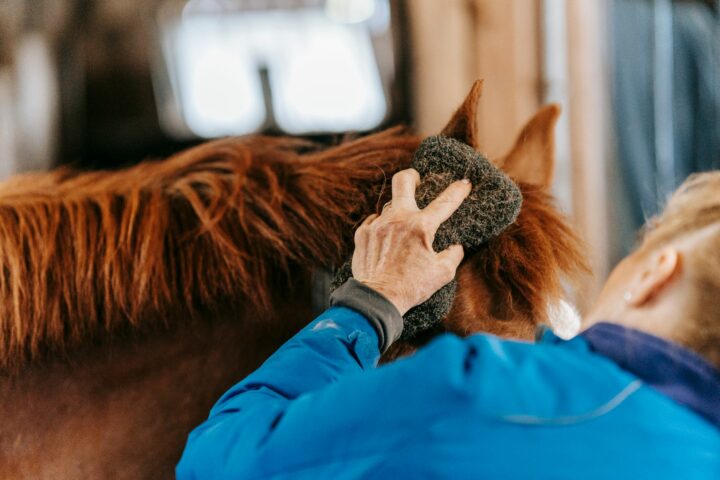 Le pansage du cheval : matériel et étapes