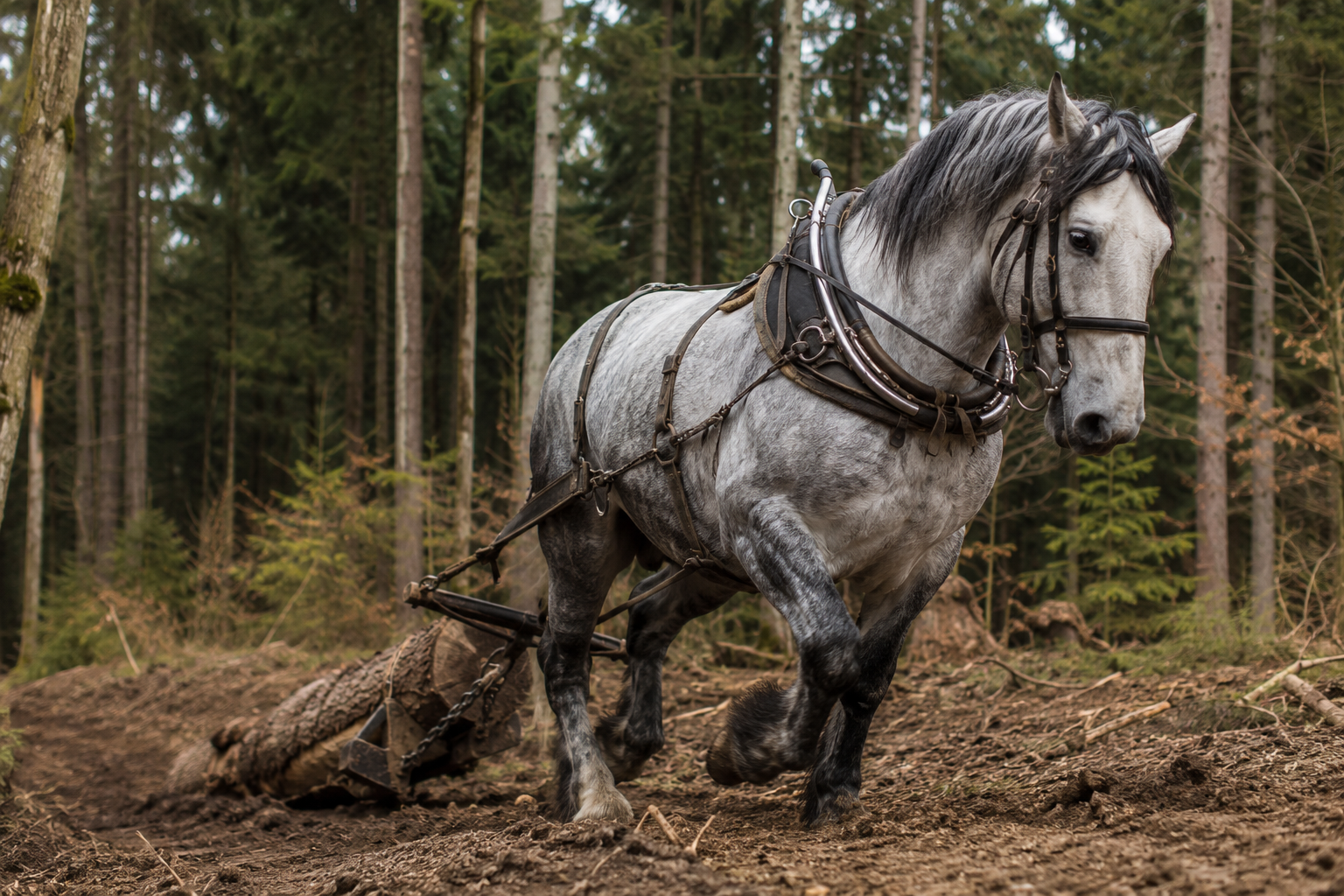 Cheval de trait Percheron gris en débardage en forêt