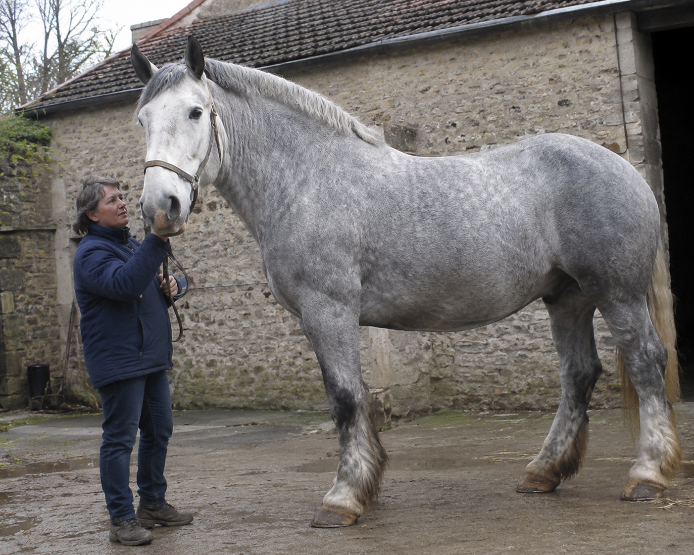 Percheron à côté d'une personne montrant sa grande taille