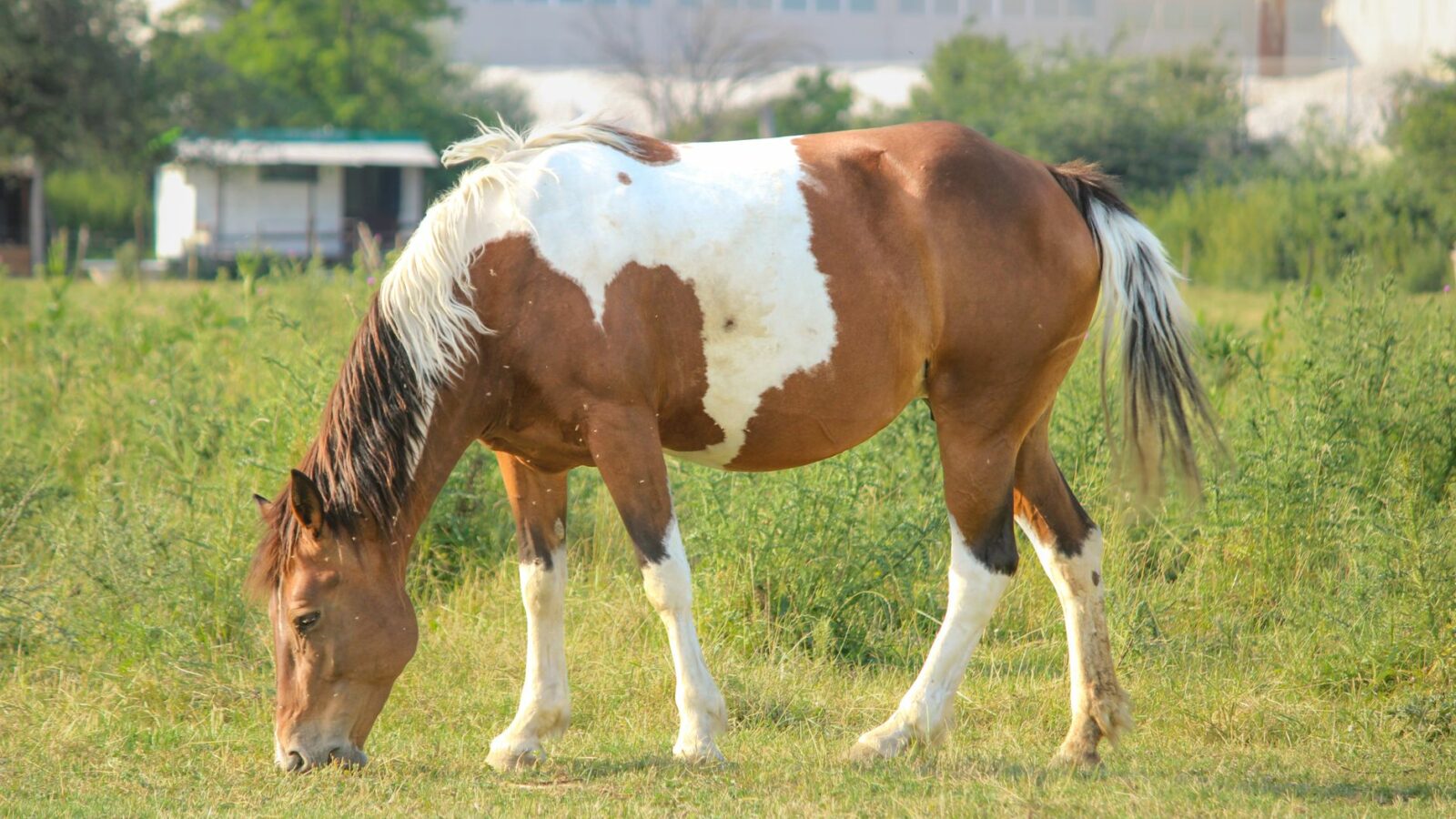 Les robes pie et tachetées du cheval
