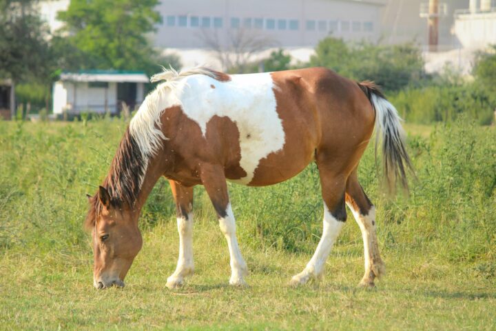 Les robes pie et tachetées du cheval