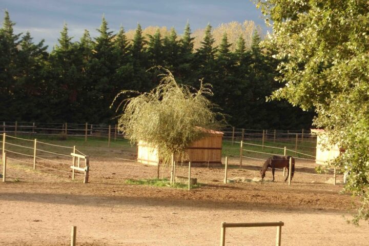 Poney Club d&rsquo;Avignon