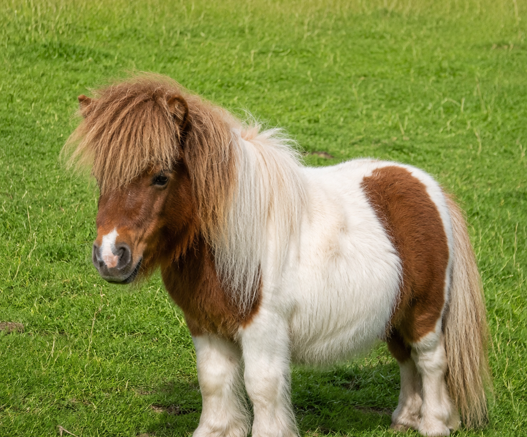 Le Poney Nain