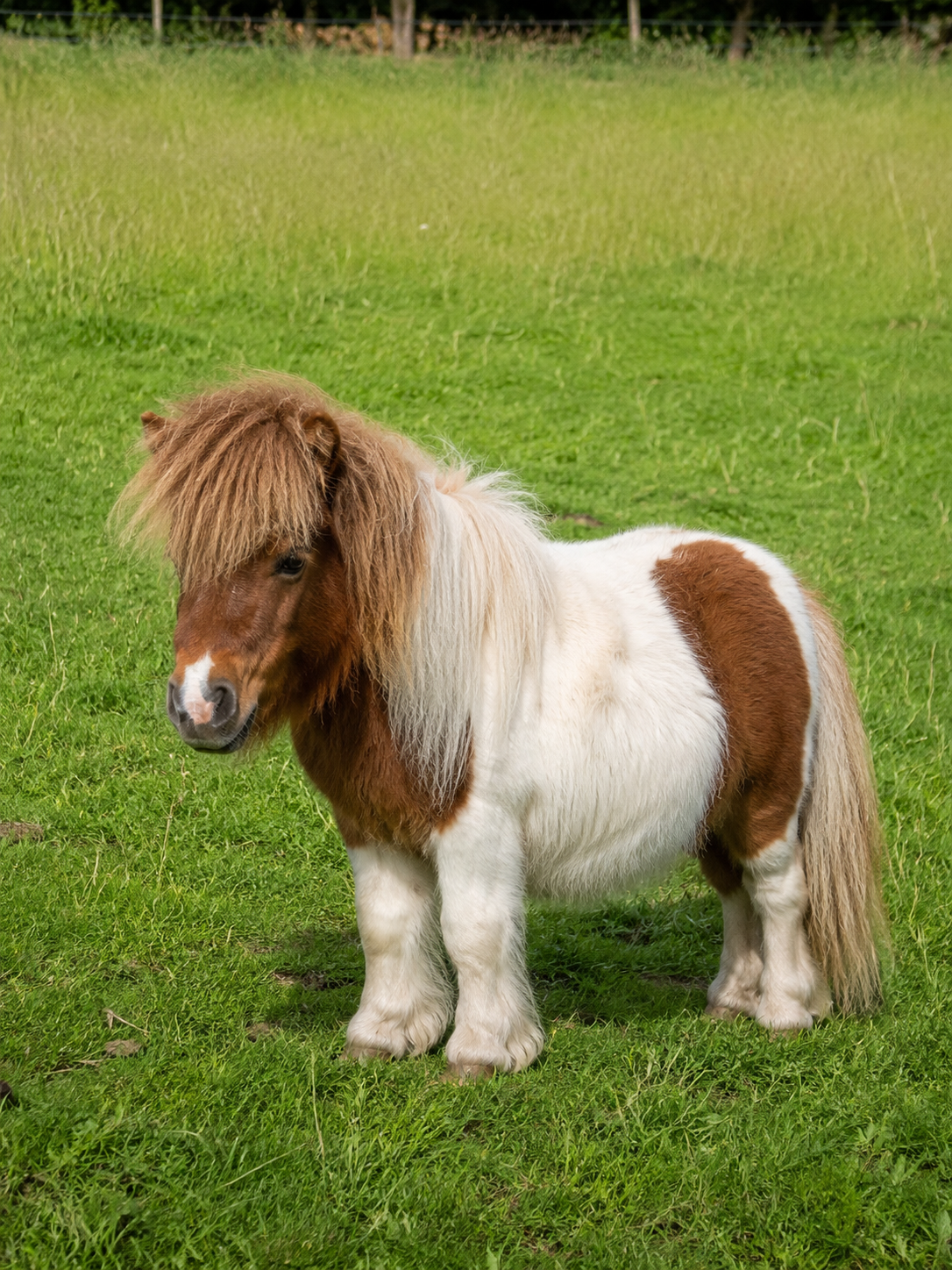 Poney nain