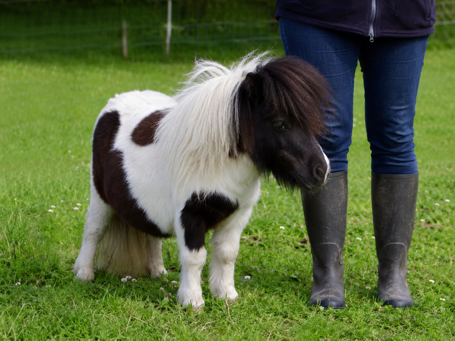 Petit poney nain pie de type mini-Shetland dans un pré