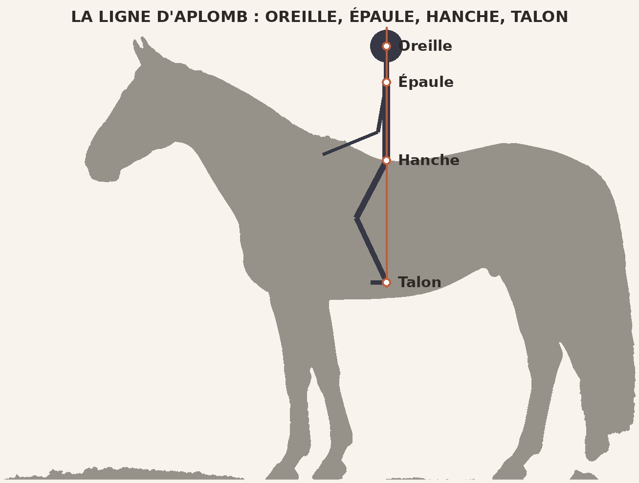 La ligne d'aplomb : oreille, épaule, hanche et talon alignés sur une verticale