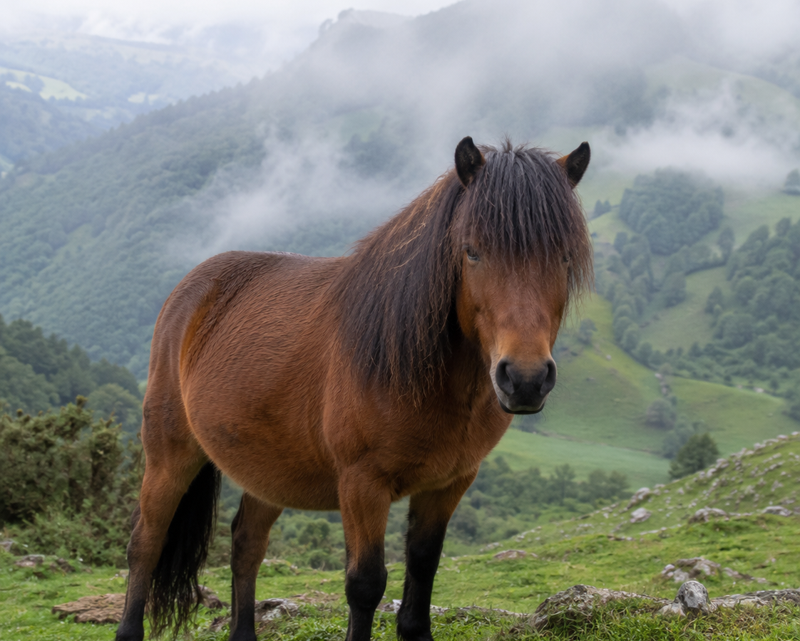 Le Poney Pottok