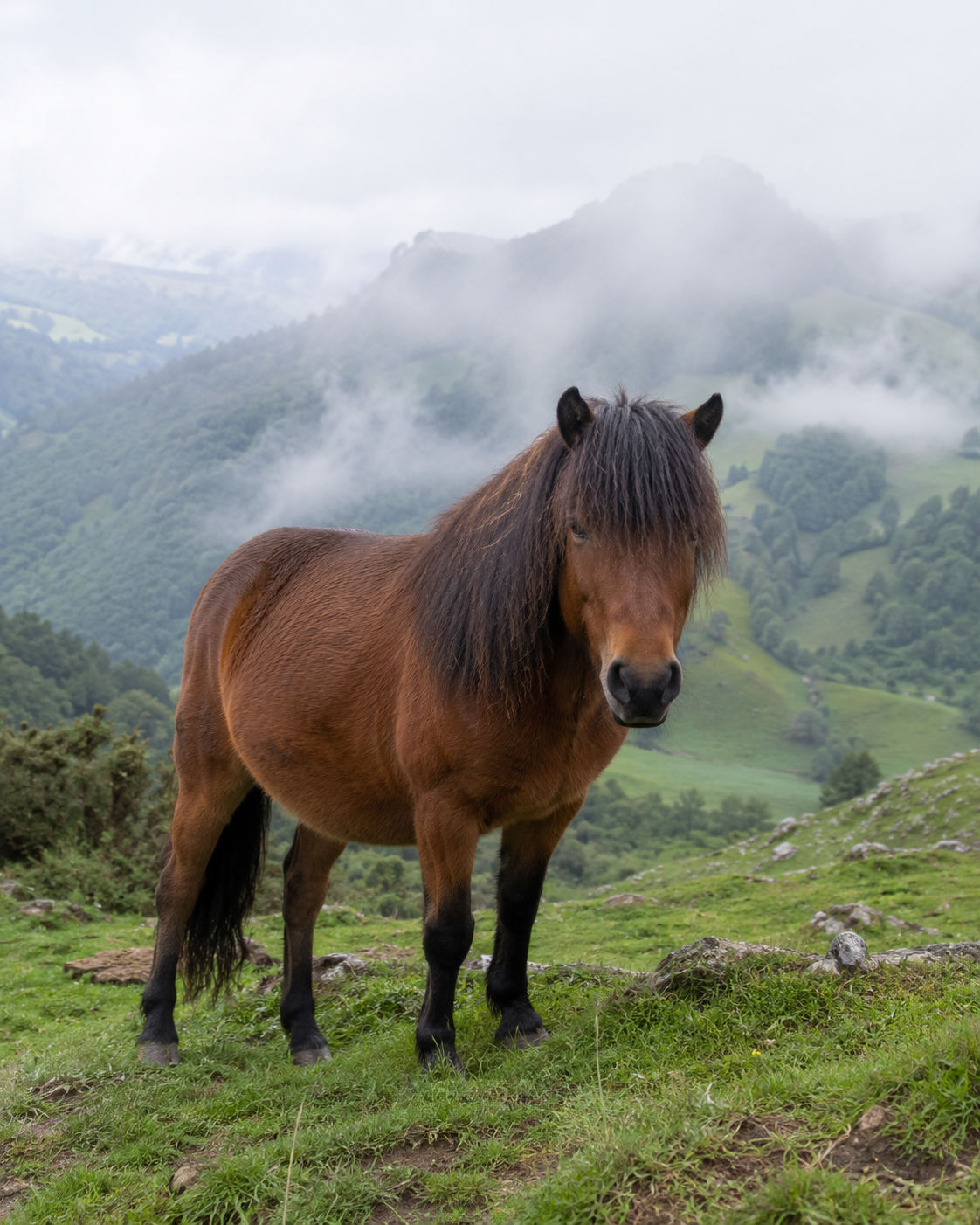 Poney Pottok