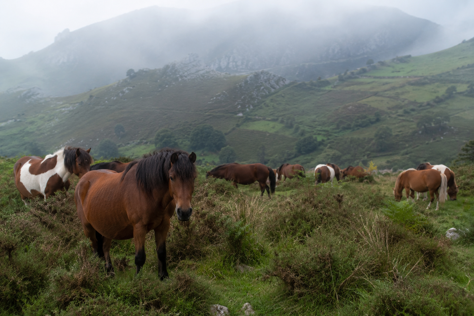 Troupeau de poneys Pottok en semi-liberté dans la montagne basque