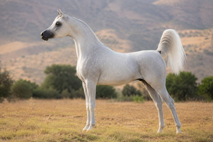 Le Pur-sang arabe