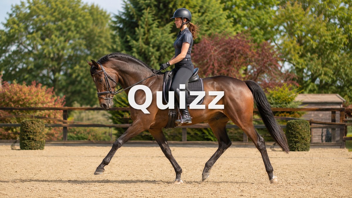 Quizz Galop 2 : teste tes connaissances pour passer ton examen