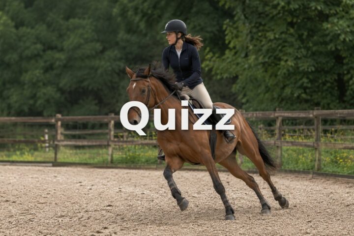 Quizz Galop 4 : teste tes connaissances pour passer ton examen