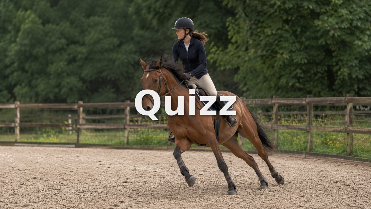 Quizz Galop 4 : teste tes connaissances pour passer ton examen