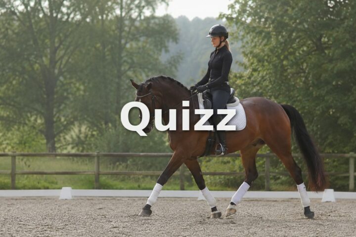Quizz Galop 5 : teste tes connaissances pour passer ton examen