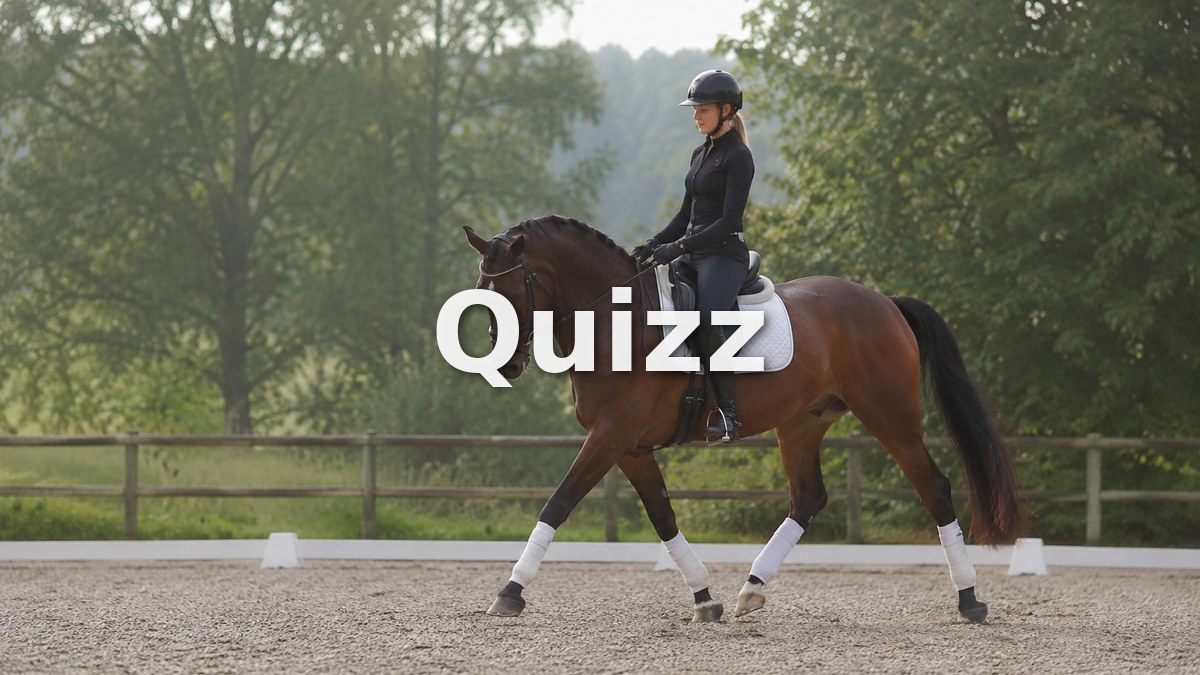 Quizz Galop 5 : teste tes connaissances pour passer ton examen