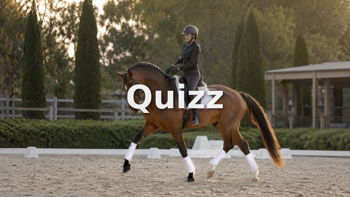 Quizz Galop 6 : teste tes connaissances pour passer ton examen