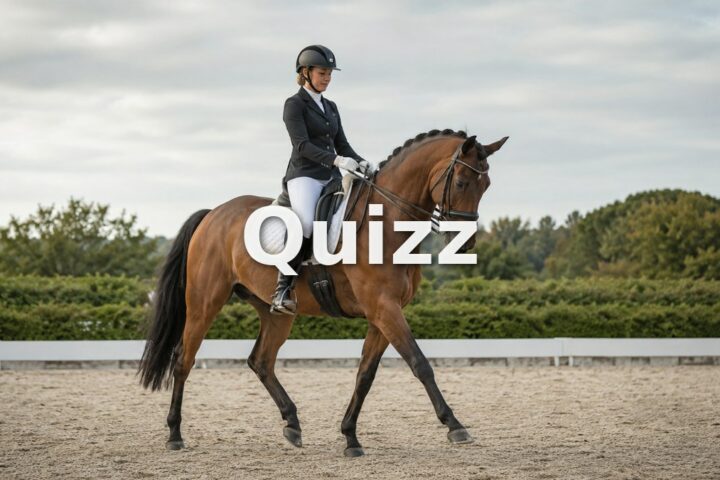 Quizz Galop 7 : teste tes connaissances pour passer ton examen