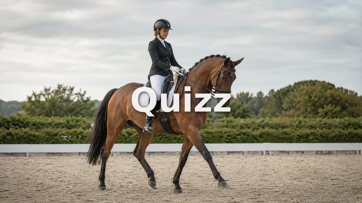 Quizz Galop 7 : teste tes connaissances pour passer ton examen