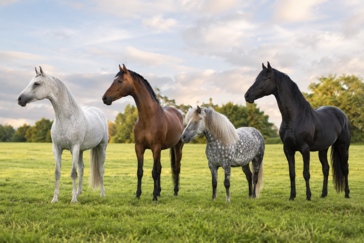 Les races de chevaux