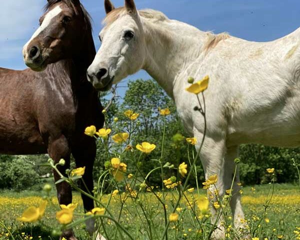 Ferme Equestre de Randeynes