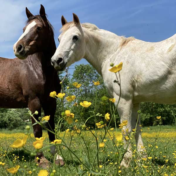 Ferme Equestre de Randeynes
