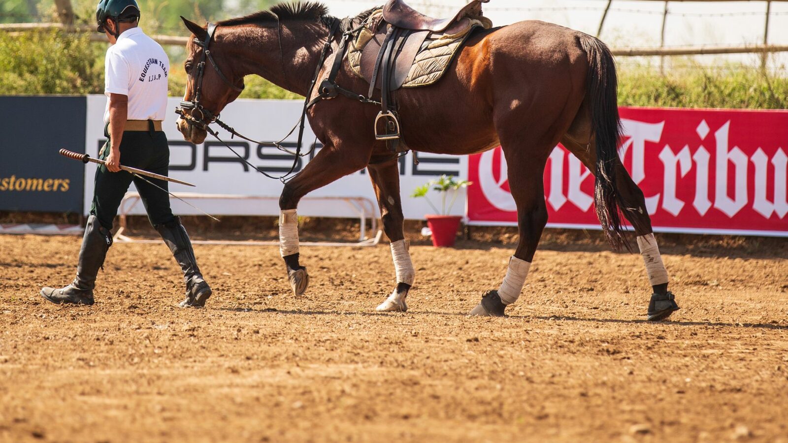 Reculer et déplacer son cheval à pied