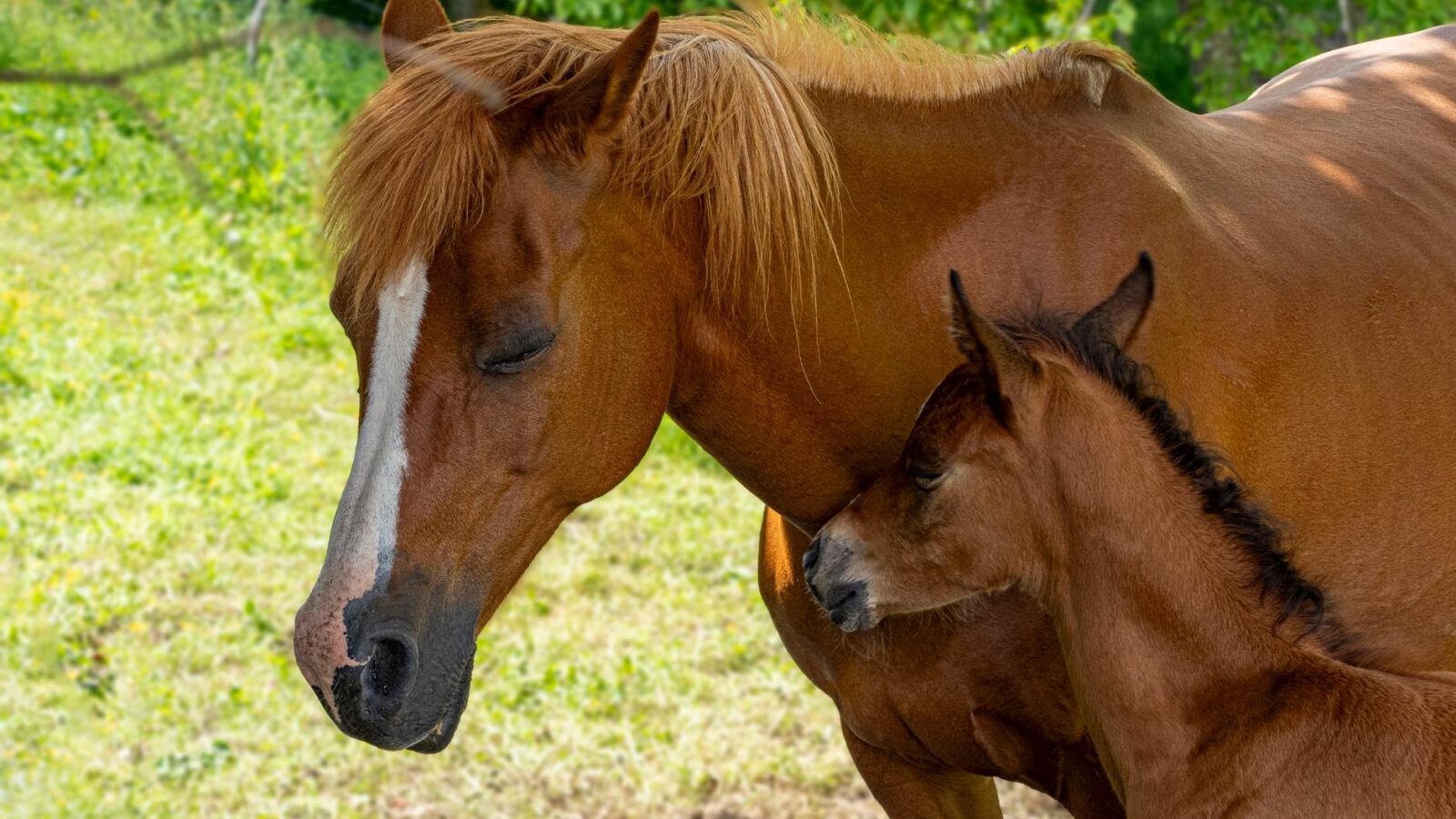 La reproduction du cheval : de la saillie au sevrage