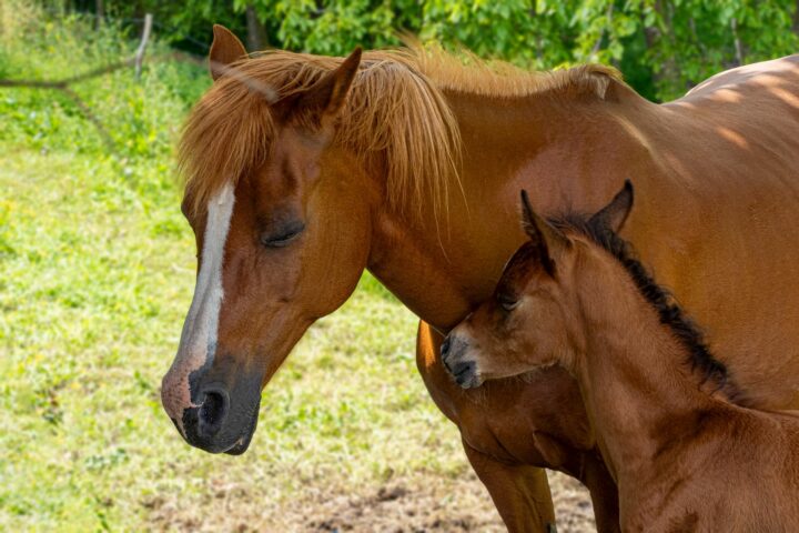 La reproduction du cheval : de la saillie au sevrage