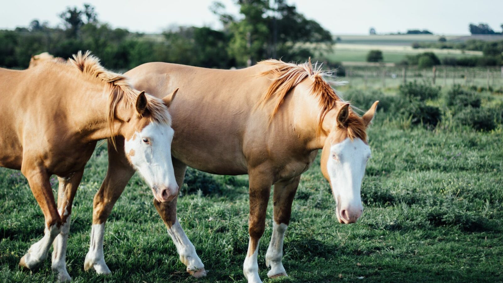 Les robes dérivées du cheval : isabelle, souris, palomino