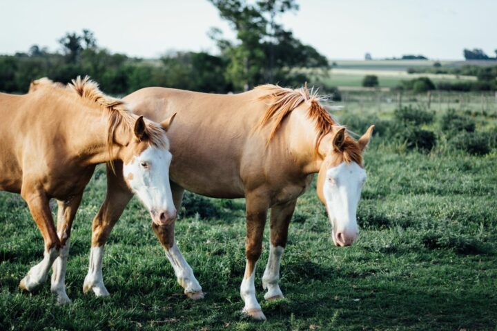 Les robes dérivées du cheval : isabelle, souris, palomino
