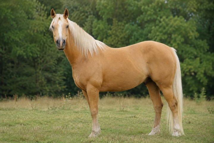 Les robes dérivées du cheval : isabelle, souris, palomino