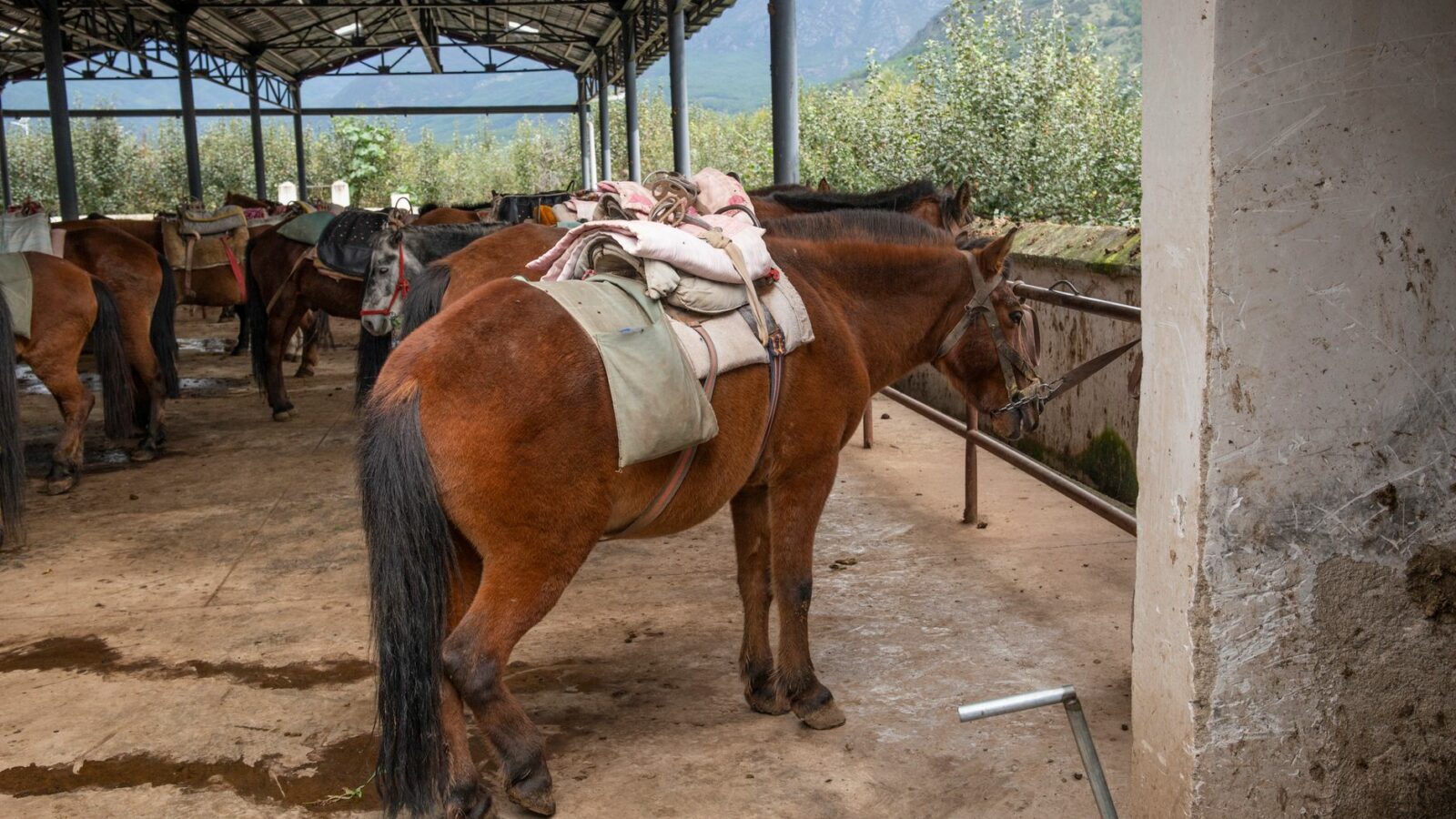 Seller et brider son cheval