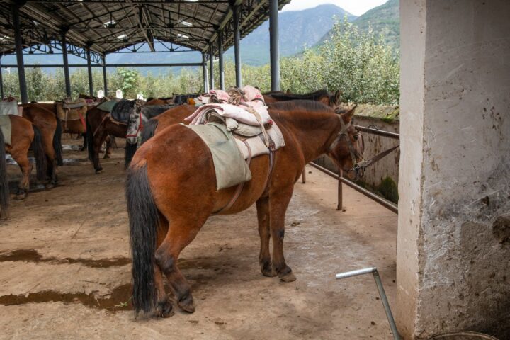 Seller et brider son cheval