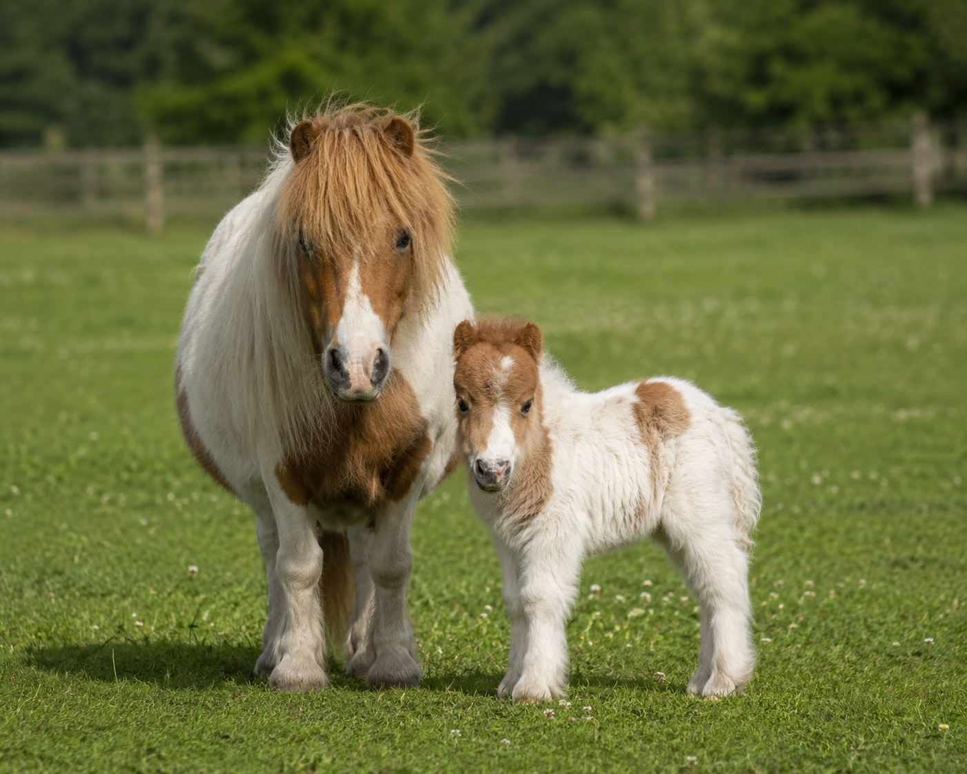 Poulain poney Shetland tout poilu dans un pré