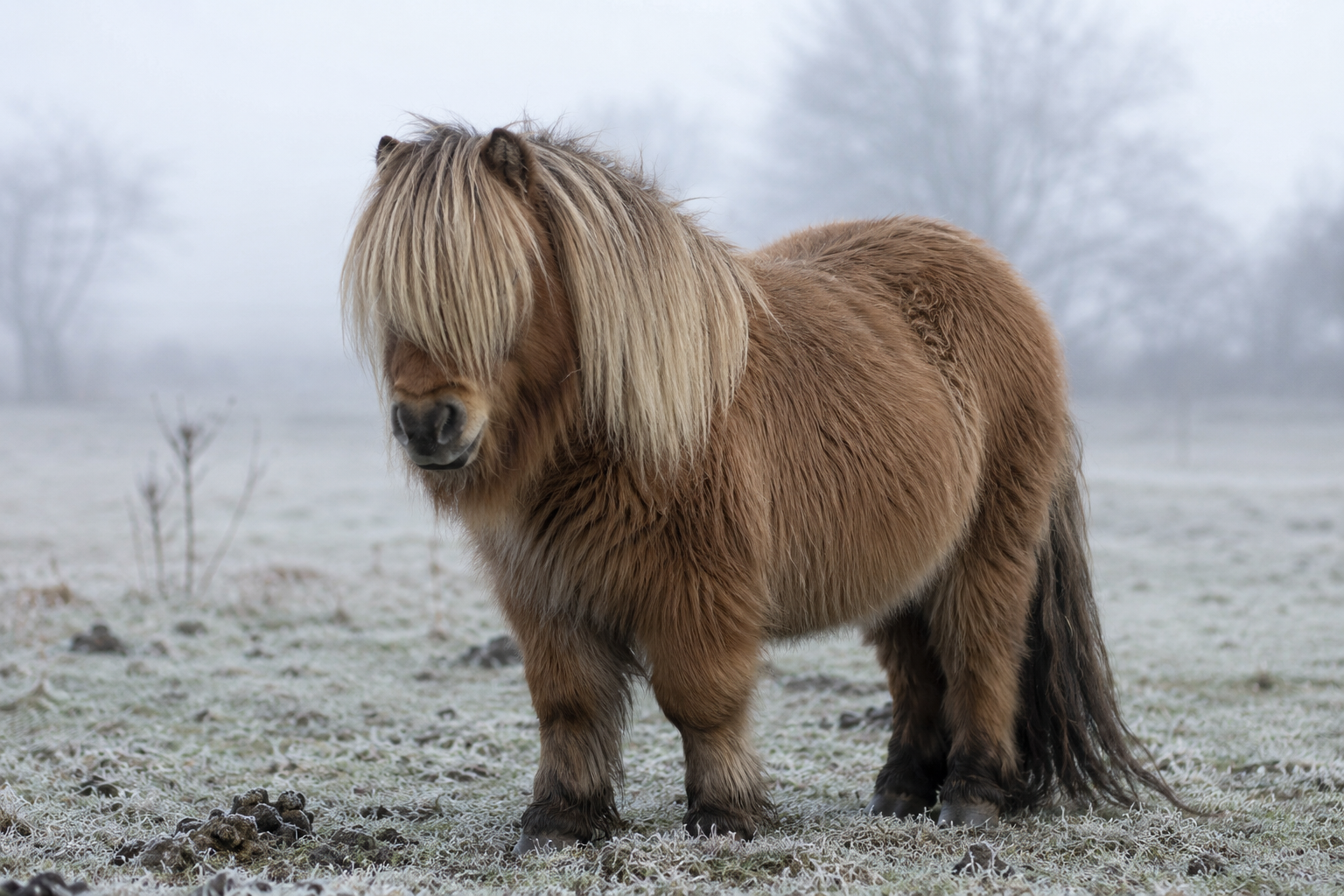 Poney shetland au poil d'hiver épais dans un pré froid