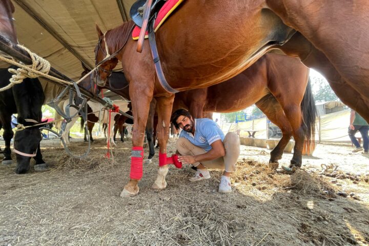 Les maladies courantes du cheval