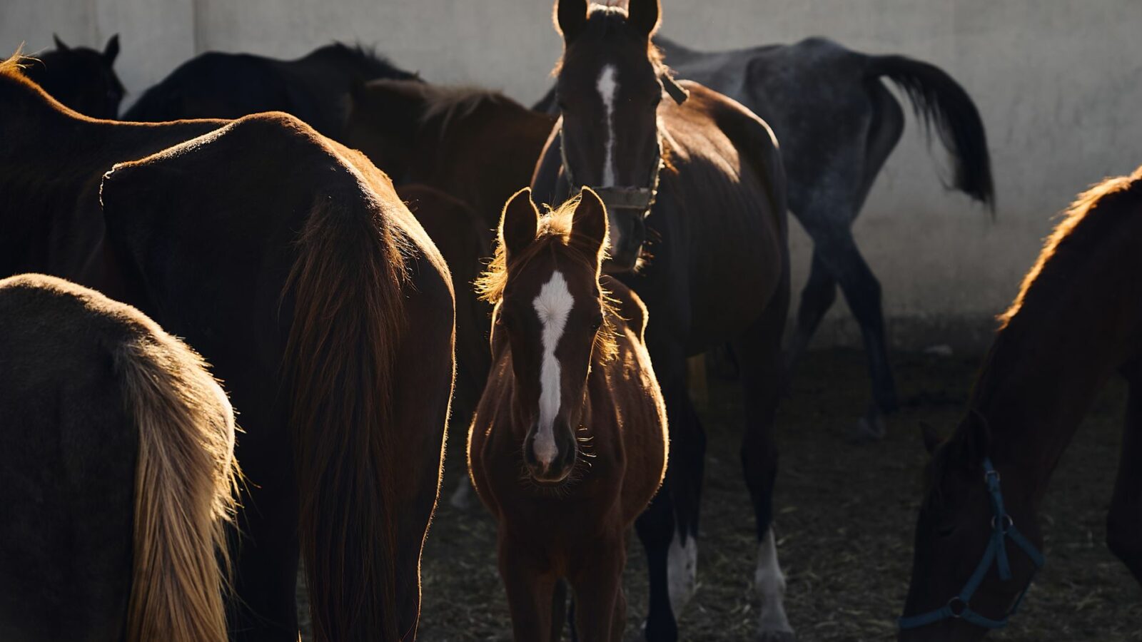 Les soins de santé du cheval : vaccins, vermifuge et dentiste