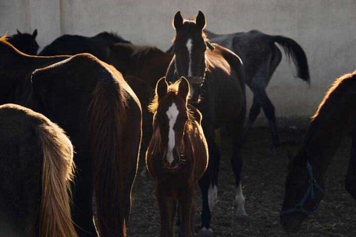 Les soins de santé du cheval : vaccins, vermifuge et dentiste