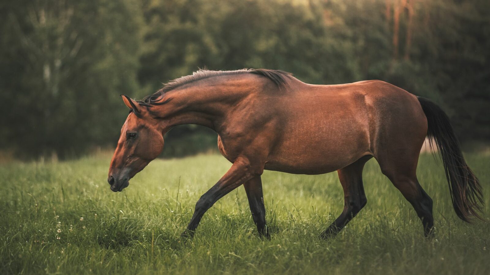 Le squelette du cheval