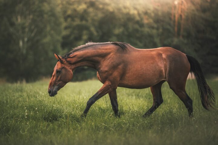 Le squelette du cheval