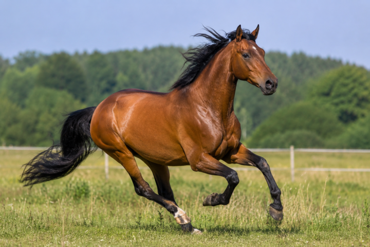 Le squelette du cheval